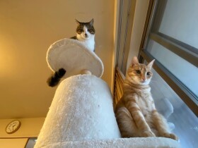 スリムでイケメンな「ジャッキー」と　中年太りオジサン「きなこ」