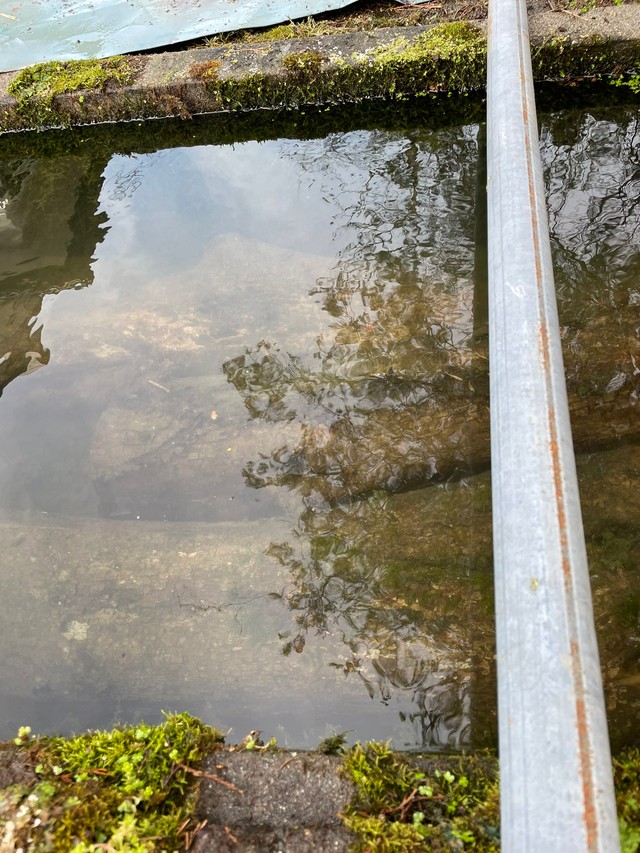 水にさらして乾燥準備を進めている黒柿の丸太／まつかさ堂（@horoosuke）さん