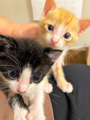 同じ家に譲渡されていったメアリとディコン