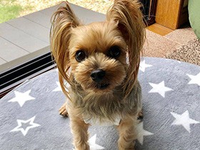 涼しくなったね　ヨークシャテリアの「杏」窓を開けてまったり