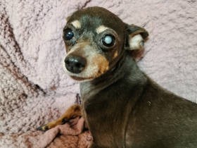 川島なお美さんの思いと共に　今改めて広めたい、犬猫を「飼いとげよう」という言葉