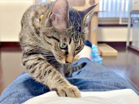 ホリホリを始めるかえでちゃん（画像提供：琥みっちゃきぃ@保護猫さん）