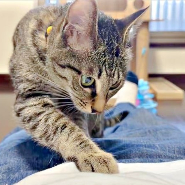 ホリホリを始めるかえでちゃん（画像提供：琥みっちゃきぃ@保護猫さん）