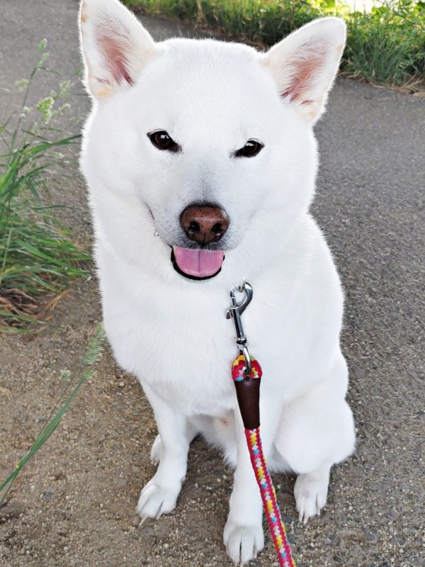 にっこり笑顔がキュートなしろくん（画像提供：ちろさん）