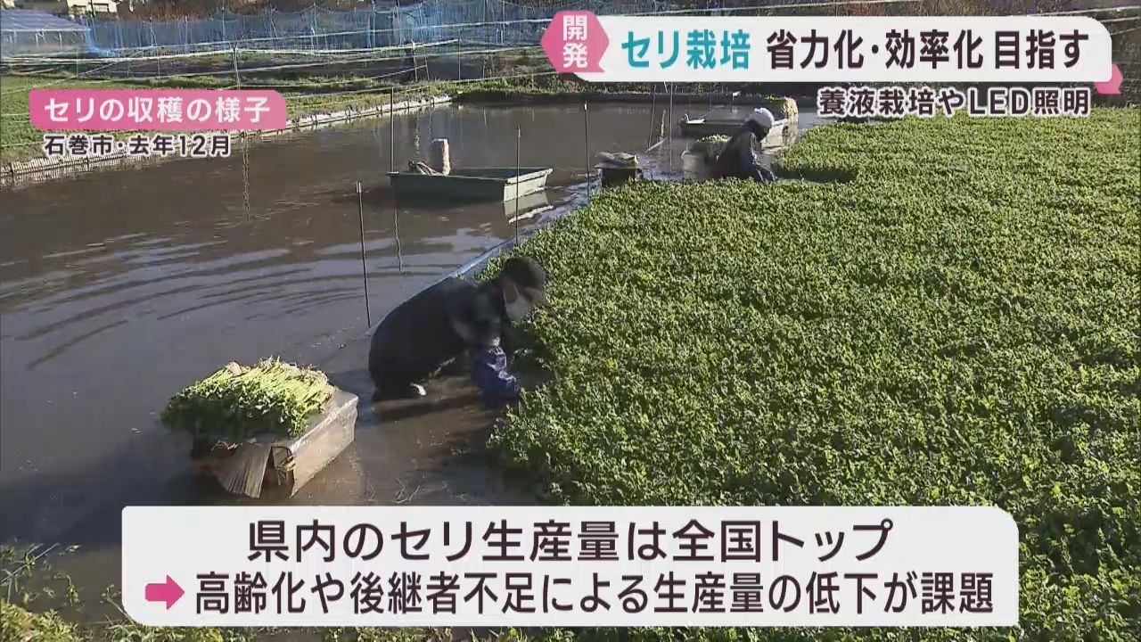 セリ栽培の省力化と効率化を　仙台せりの産地　宮城・名取市で講習会