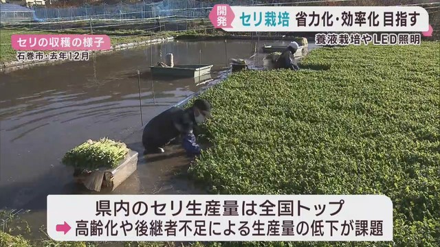 セリ栽培の省力化と効率化を　仙台せりの産地　宮城・名取市で講習会