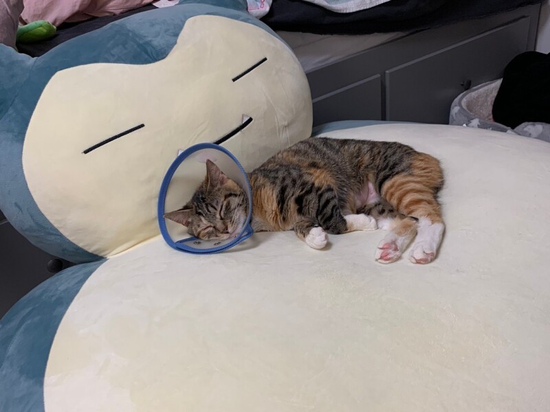 大きなクッションですやすや……（ニイノちゃん提供）