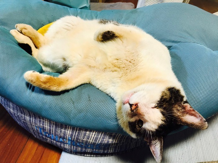 猫ベッドで。「至福～」（ときえさん提供）
