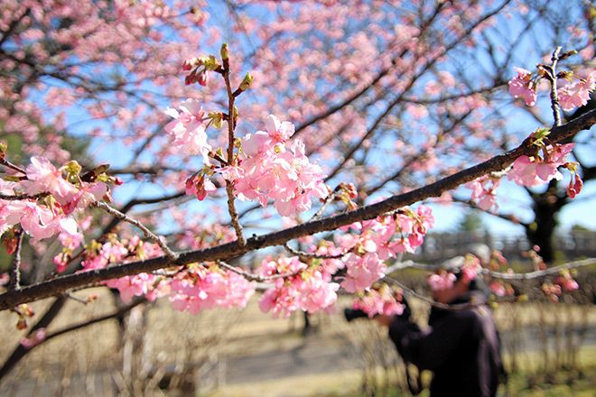 Japan to enjoy spring-like warmth, sparking snowmelt warnings