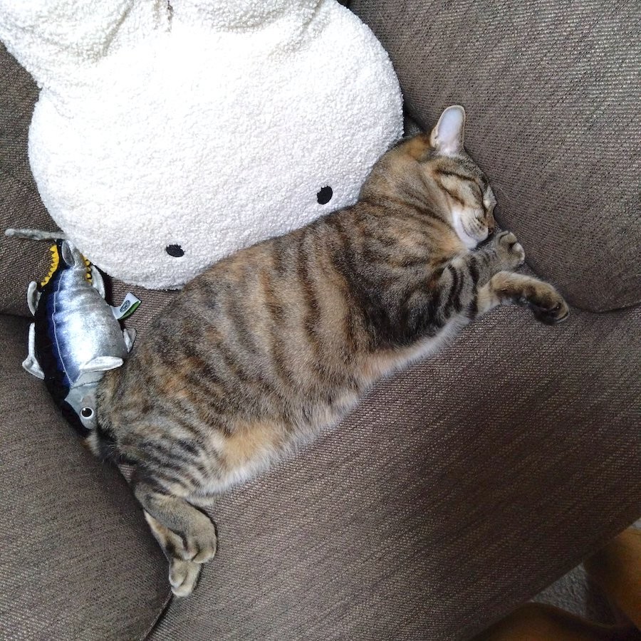 猫の身体異常が心配で検査したら、診断は「運動音痴」 衝撃の結果に
