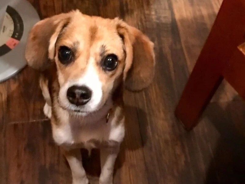 家に来たころのルーツ