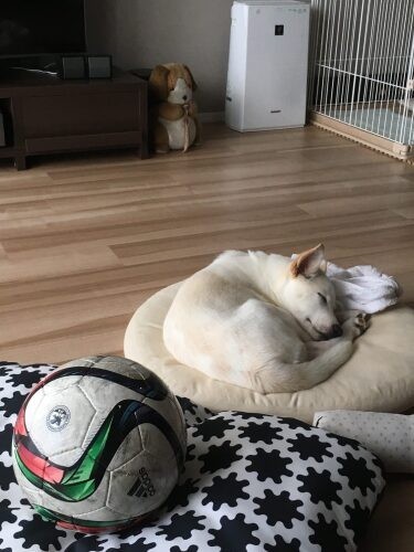 家にきたころの「ちくわ」