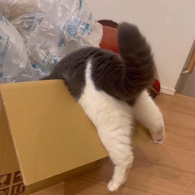 あとひと息！というタイミングでいったん休憩するまるくん…（動画からキャプチャー／提供：コテツとまるさん）