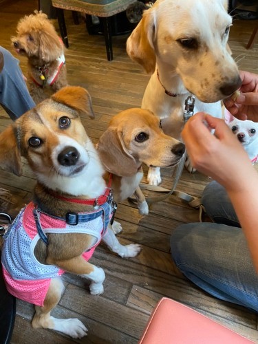 渋谷区のカフェにて。「コミュニティーの場で仲間と触れあい、友達が増えたの」（甲田さん提供）