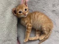 体重が450gほどしかなかったが、獣医師に診てもらうと生後2ヶ月くらいだった。