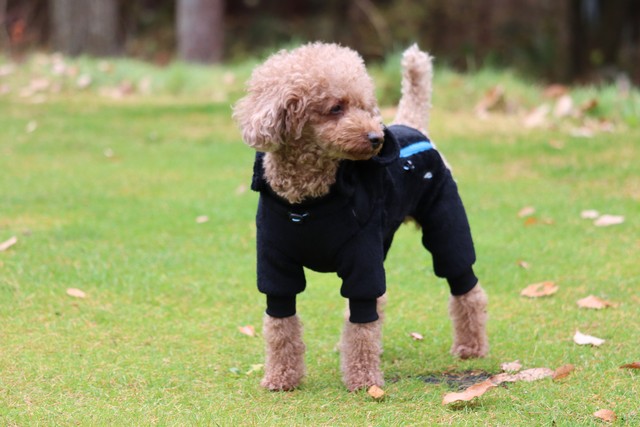 ゼロフリースオーバーオール