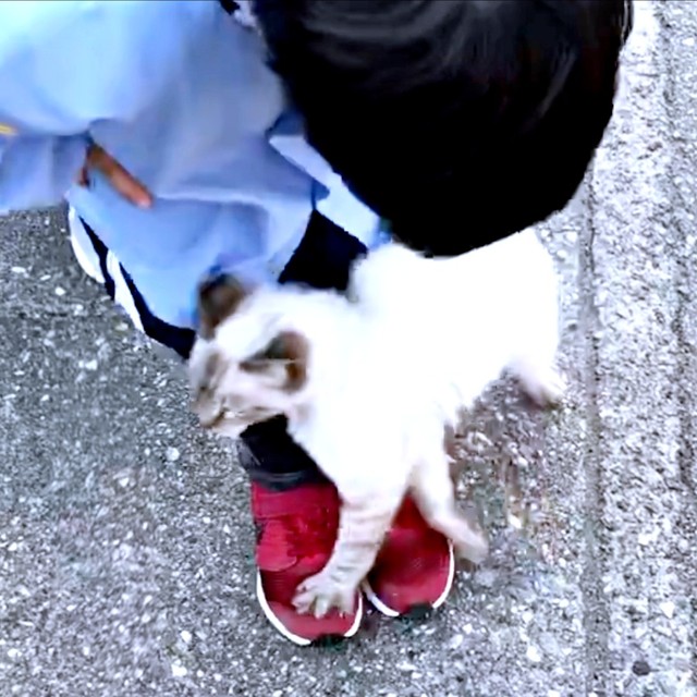 発見時、生後6カ月だったマロくん（画像提供：またまた一匹増えて五猫（ｺﾞﾆｬﾝ）のぱぱになりました。）