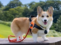 にこにこ笑顔の神楽ちゃん（画像提供：コーギーの神楽さん）