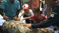 羊もクールビズだ！渋川動物公園で羊の毛刈り体験　岡山・玉野市