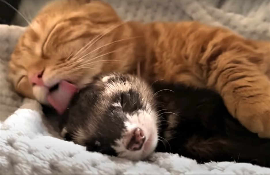 甘えたいニャ」爆睡中のフェレットをペロペロする猫 種を超えた愛に