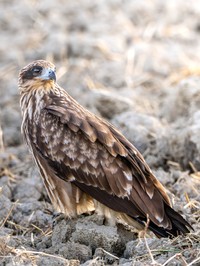 （もみじ卍ゅうさん提供）