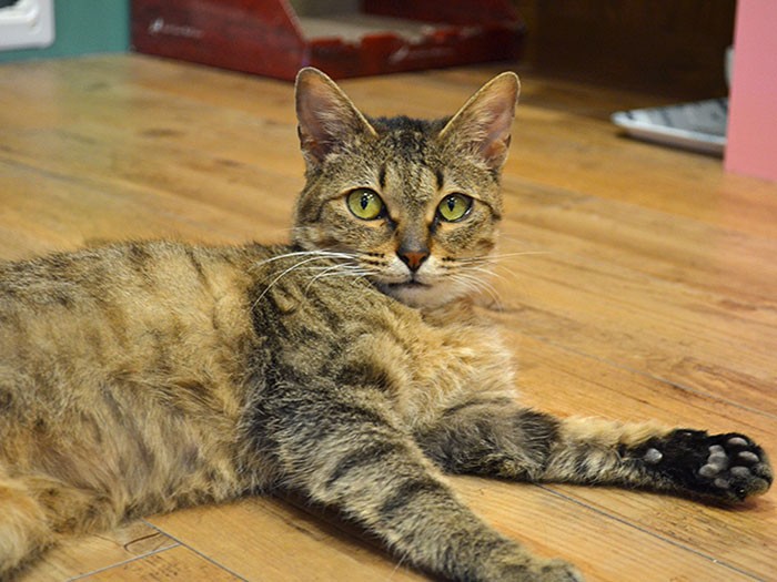 カフェでくつろいで過ごす猫