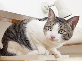 室内飼い犬・猫の“脱走”の防止　のれんでも効果がある？！