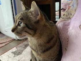 保護猫の「風」　雨風にも猫風邪にも負けずひとり頑張って生きていた