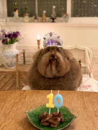 10歳のちろるちゃん。ティアラを付けて誕生日を祝福！（提供：ごつもりプードルさん）