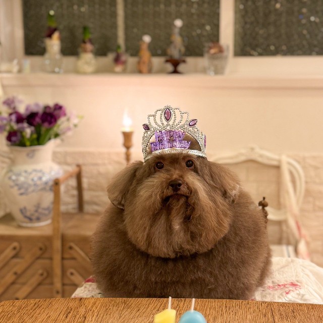 10歳のちろるちゃん。ティアラを付けて誕生日を祝福！（提供：ごつもりプードルさん）