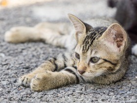 猫の血尿、便秘、下痢…　うんちやおしっこをよく観察しよう