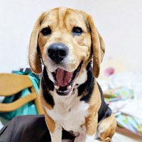 実は3歳だった！ 衝撃の真実が判明した元保護犬・しんたろうくん（画像提供：ともぞうさん）