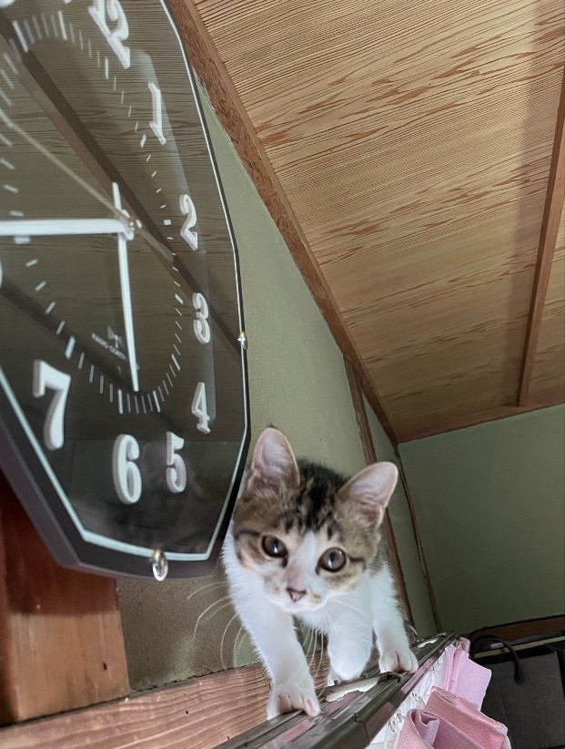 カーテンレールをキャットウォーク代わりにすることも