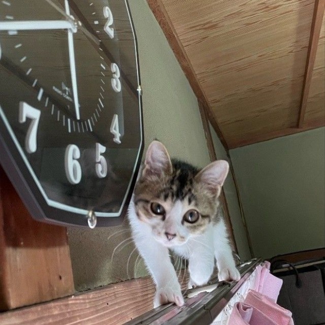 カーテンレールをキャットウォーク代わりにすることも