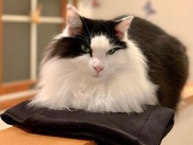 黒い洋服に目がない雑種猫「ベル」　置いたらすかさず座ります！