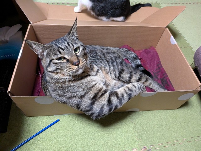 ドヤ！（きゃしゃ～んさん提供）