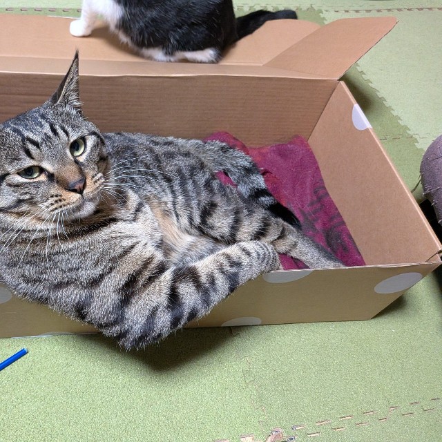 ドヤ！（きゃしゃ～んさん提供）