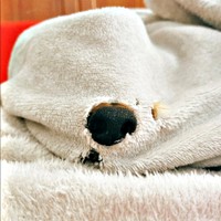 毛布の丸い穴にジャストフィット！ 鼻先を出してくつろぐボーイくん（画像提供：SHOKOさん）