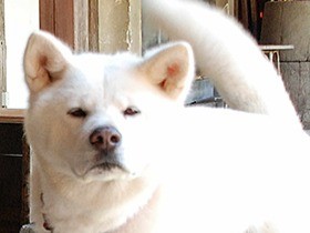 体重３０キロ、大きな秋田犬のシロはお散歩でも人気者