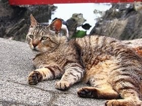 ３匹の看板猫に招かれ、磯料理店へ　「可愛くて食事が進まない」