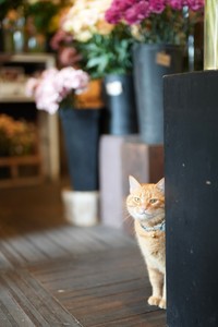 はるは少し臆病だが、慣れると寄ってきてくれる