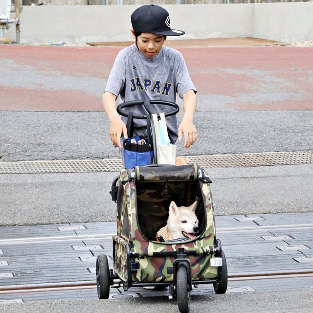 お兄ちゃんと一緒にお散歩する柴犬・チャコちゃん（画像提供：ちゃーくん）