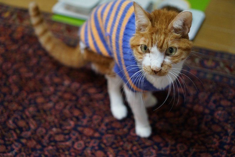 弱って小さくなっていく愛猫 つらい けど 愛おしい 犬 猫との幸せな暮らしのためのペット情報サイト Sippo