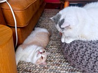同居猫と仲良く過ごすAngeちゃん（画像提供：あずささん）