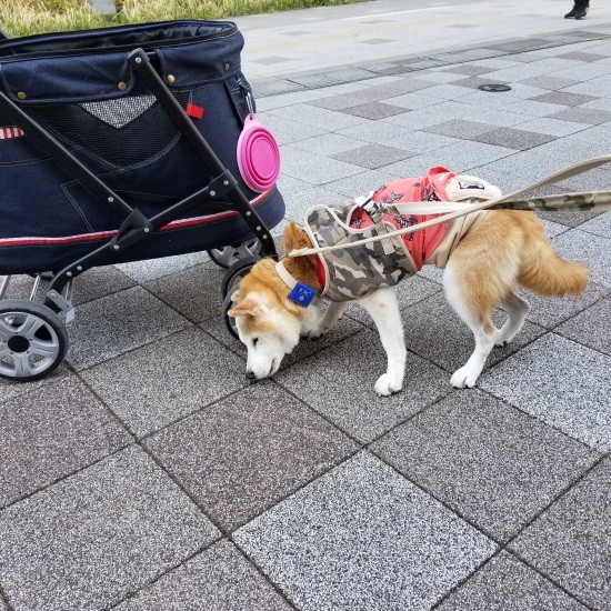 実はカート移動も嫌いで「ワシは自分で歩く！」と途中で必ず騒ぎ出していたあじみくん（笑）。その度に降ろして、ゆ～っくりあじみおじいちゃんと一緒に歩いて通院したのもいい思い出（朋子さん提供）