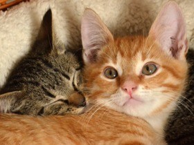  列車が猫カフェに　猫とふれあい地元のお茶を　保護活動に寄付