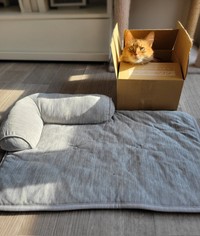 何よりもダンボール（しぴこめさん提供）