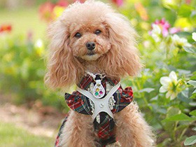 淡路島へ母娘わんこ旅行の一枚　トイプードルの「ふわり」