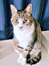 キリッ！ 凛々しい表情がかっこいい元気くん（画像提供：MOTOさん）