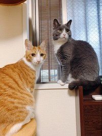 いずみちゃんが大好きなコテツくん㊧（提供写真）